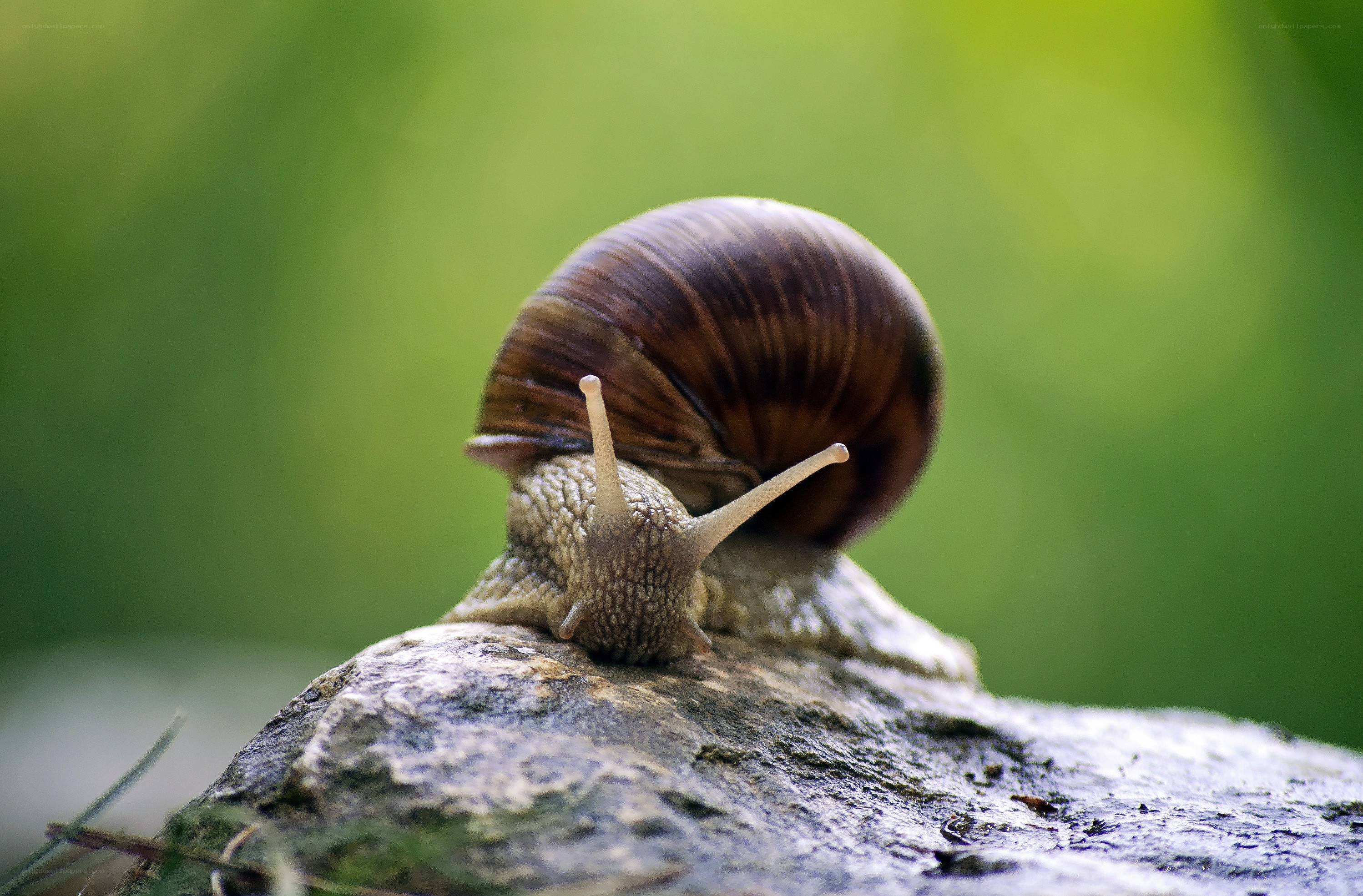 snail on a rock