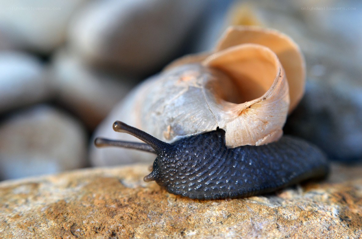 snail on a rock