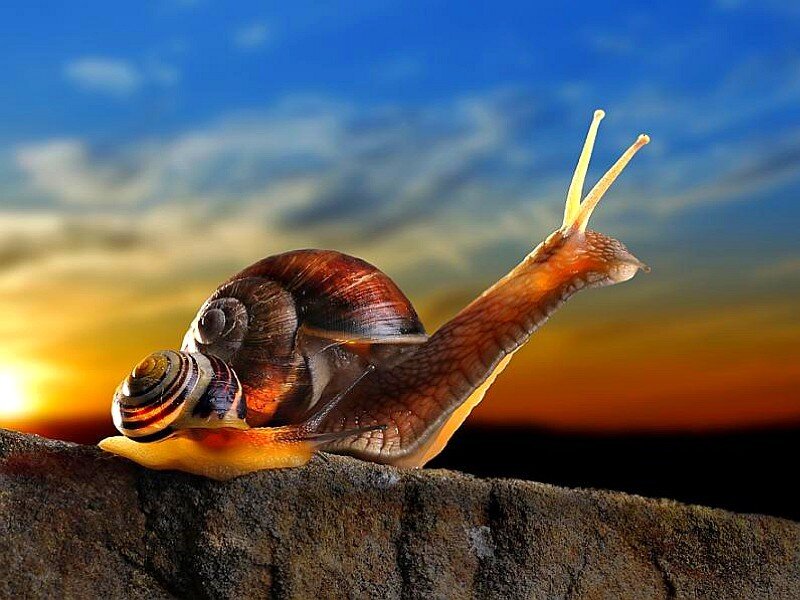 snail on a rock at sunset