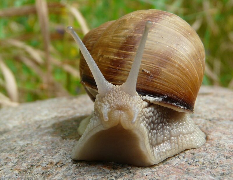 Snail on a Rock — Brown, Calm, Afternoon