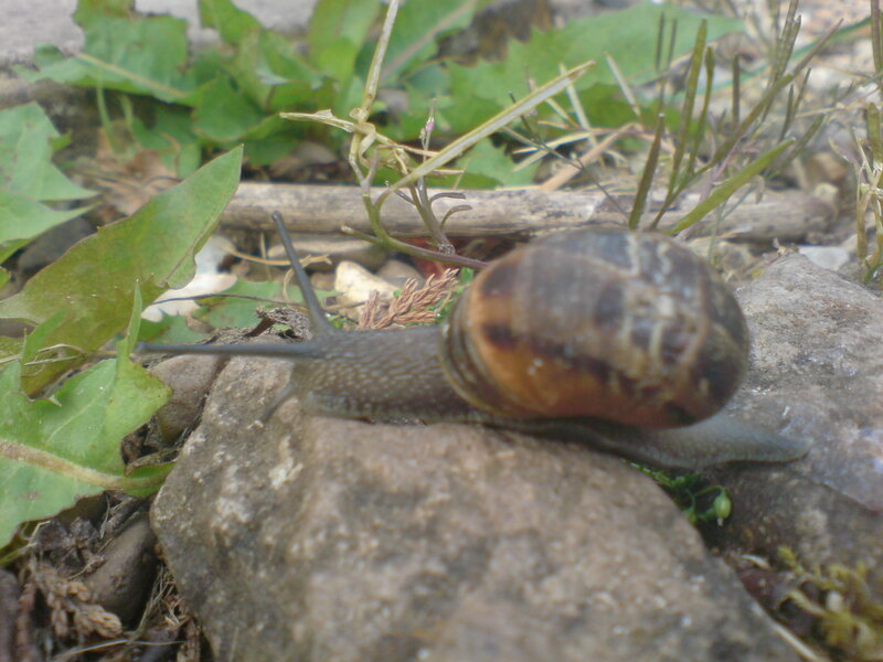 Snail on a Rock — Brown, Natural