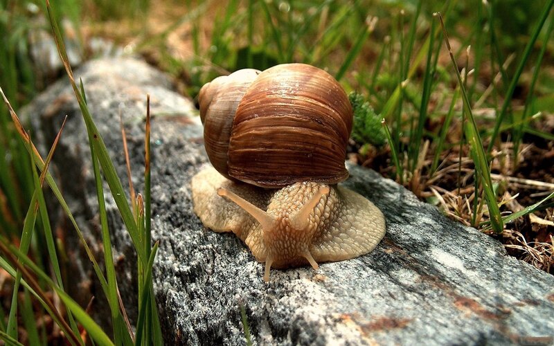 snail on a rock in grass