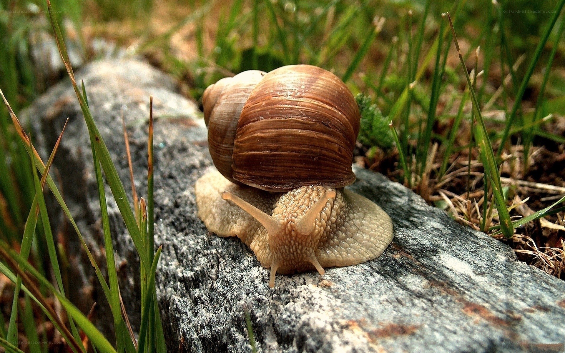 snail on a rock in grass