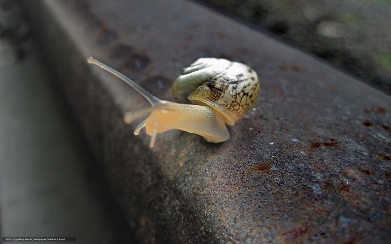 snail on a rusty surface