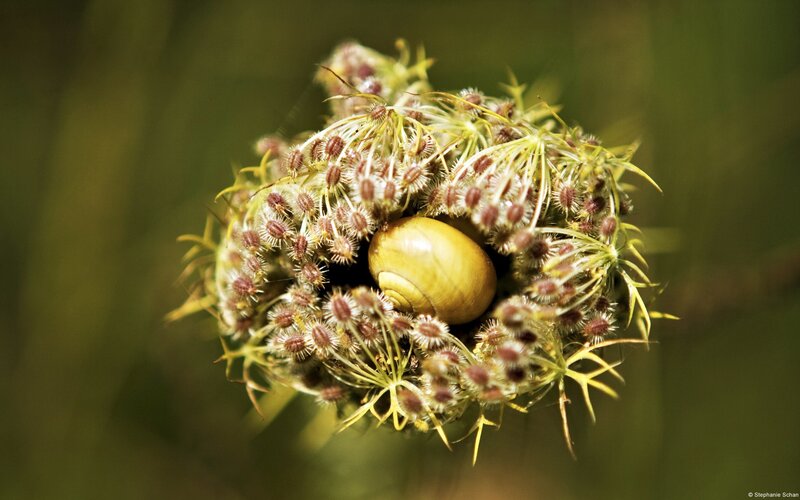 snail on a seed head