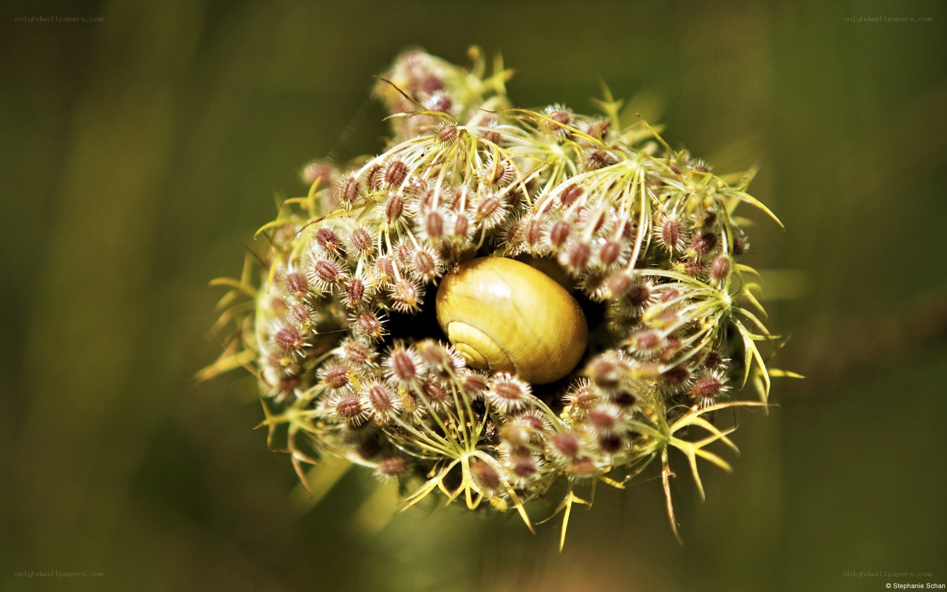 snail on a seed head