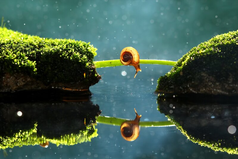 Snail on a Stem