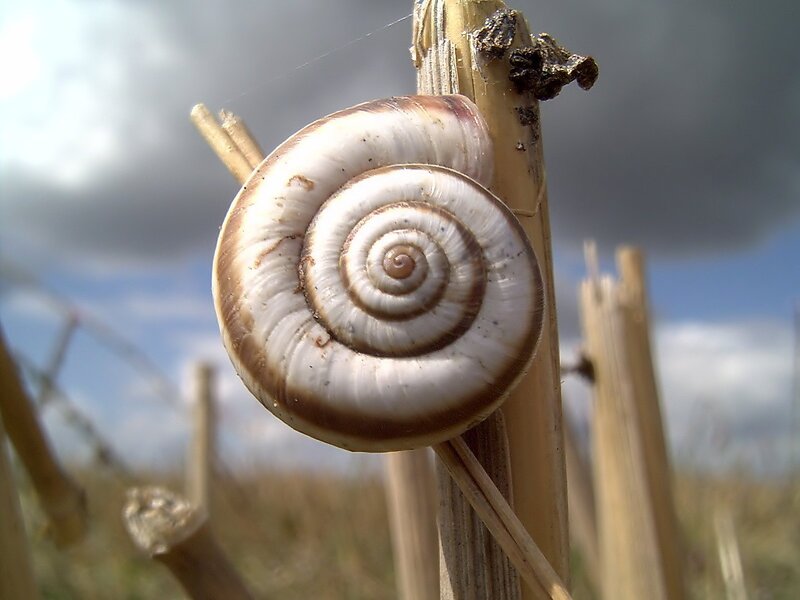 Snail on a Stick — Brown