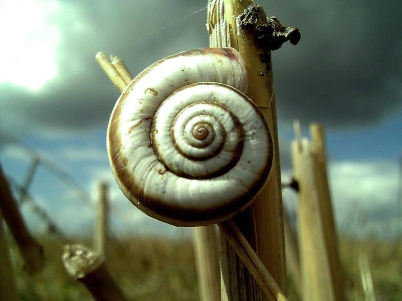 Snail on a Stick