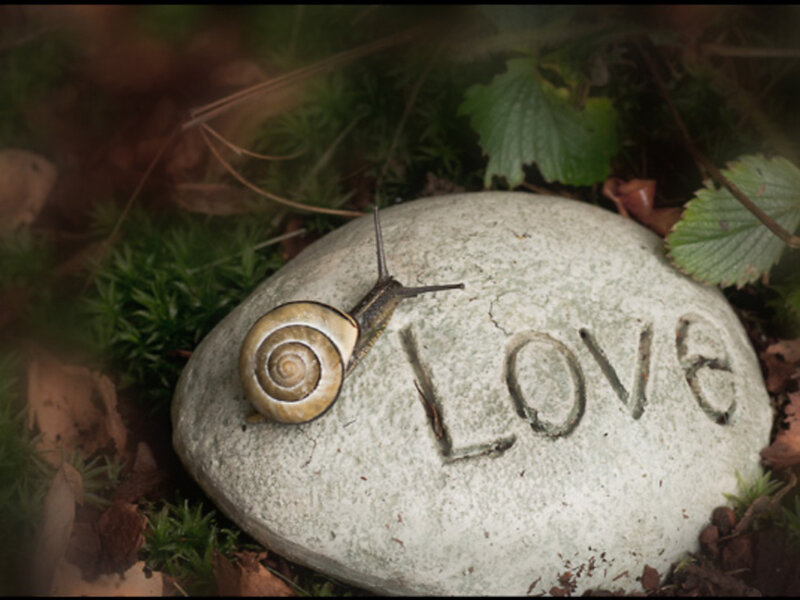 Snail on a Stone — Green, Serene
