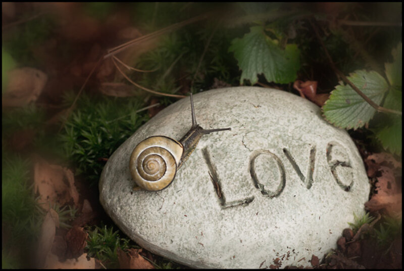 Snail on a Stone — Green