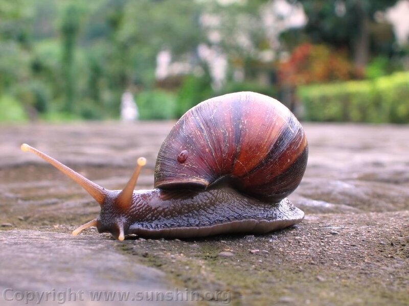 snail on a stone path