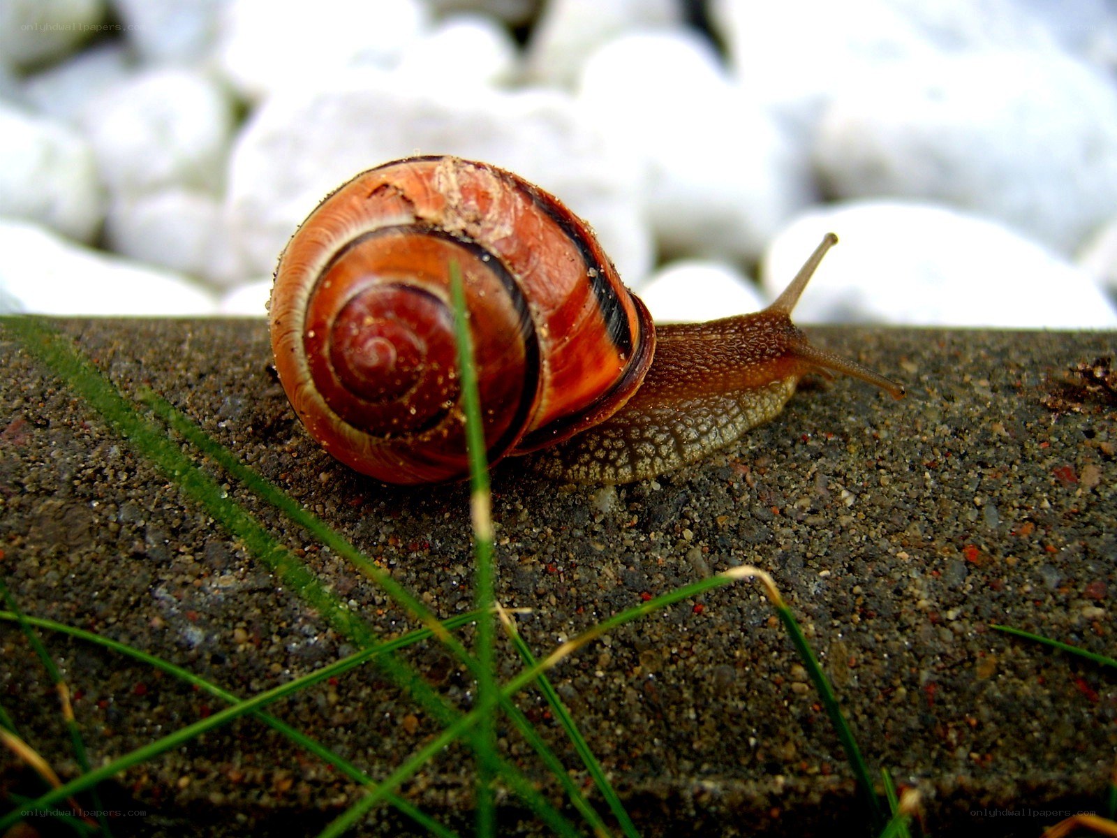 snail on a stone wall
