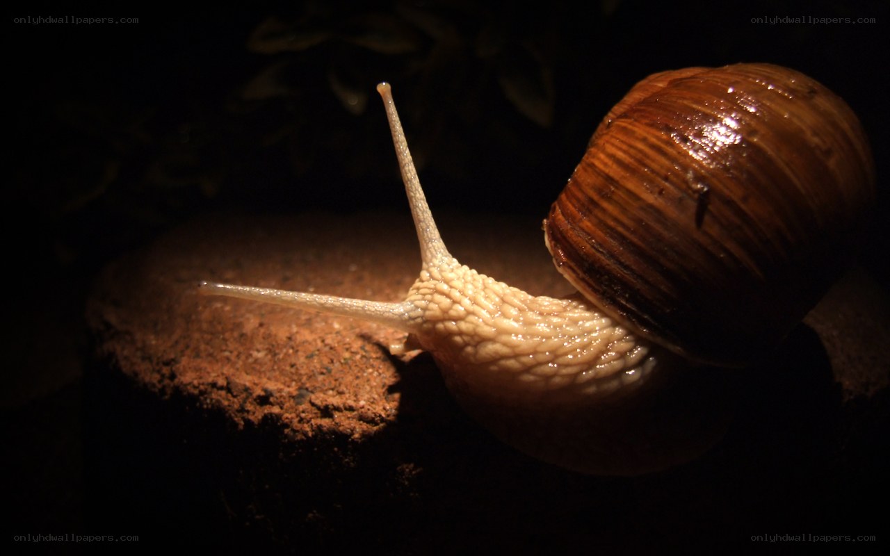 snail on a stone