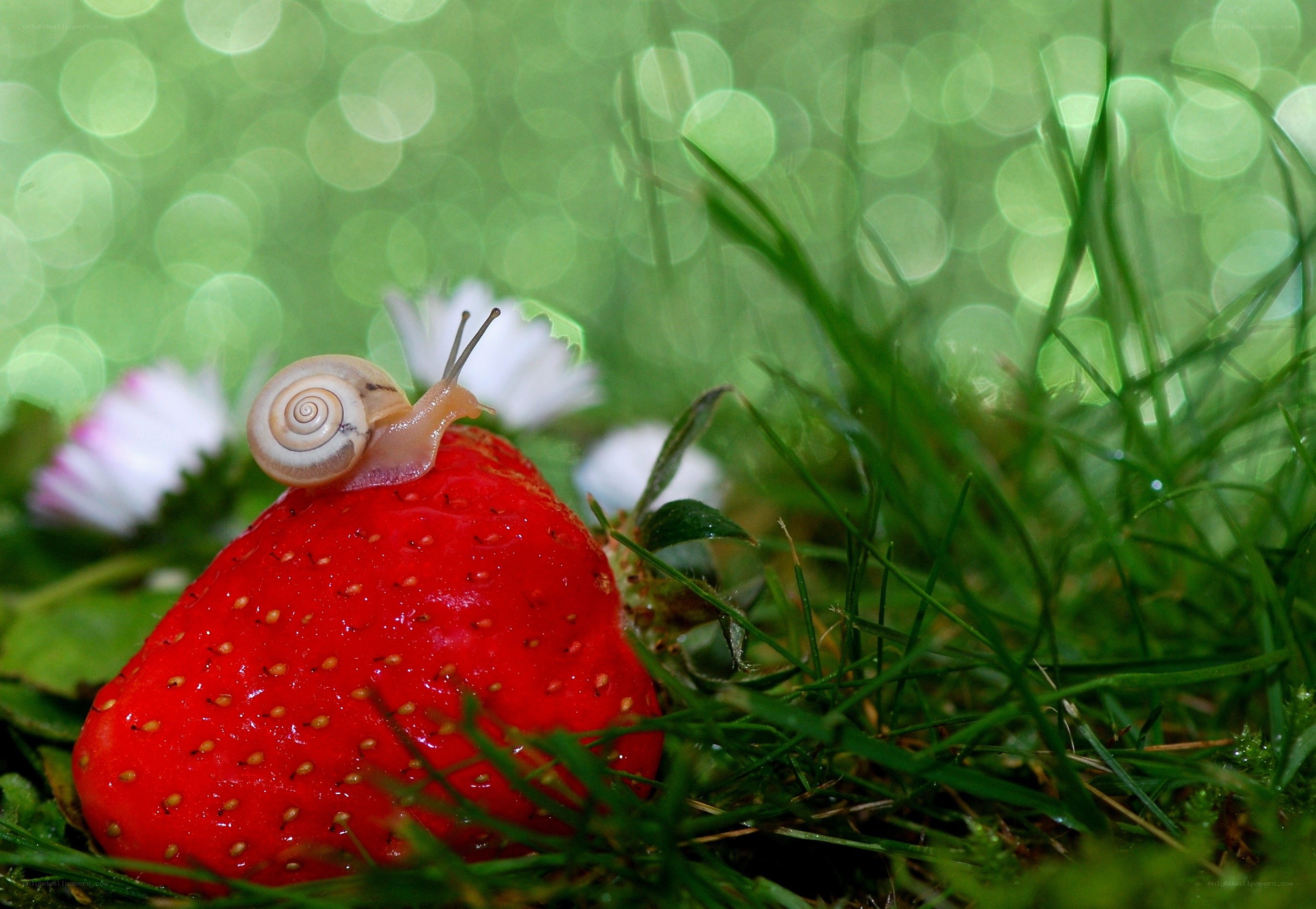 snail on a strawberry