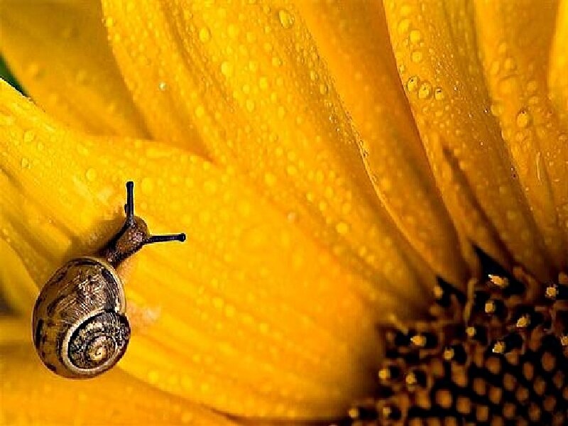 snail on a sunflower
