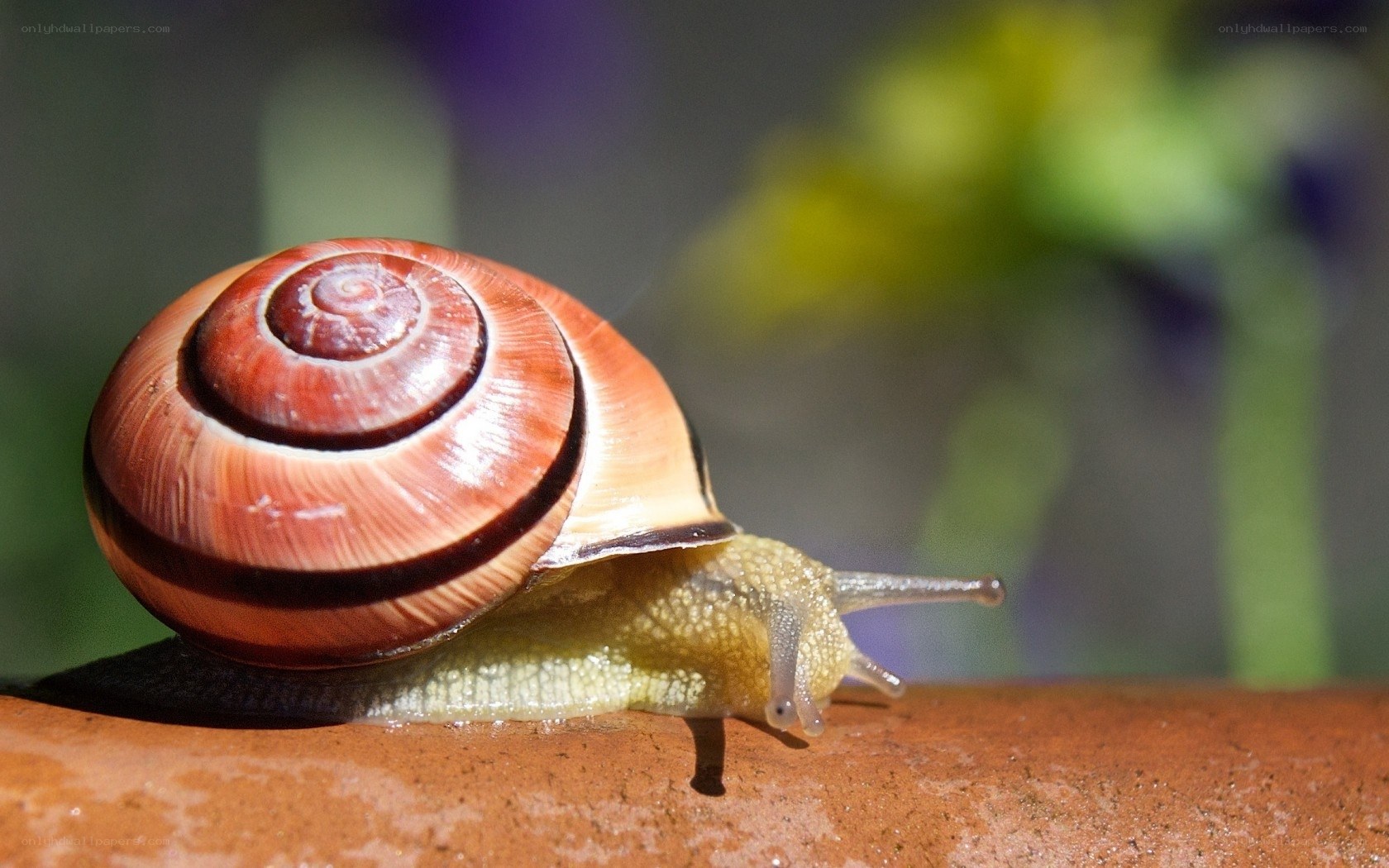 snail on a terracotta surface