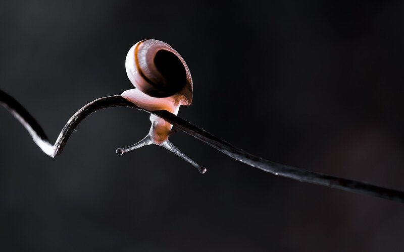 Snail on a thin branch