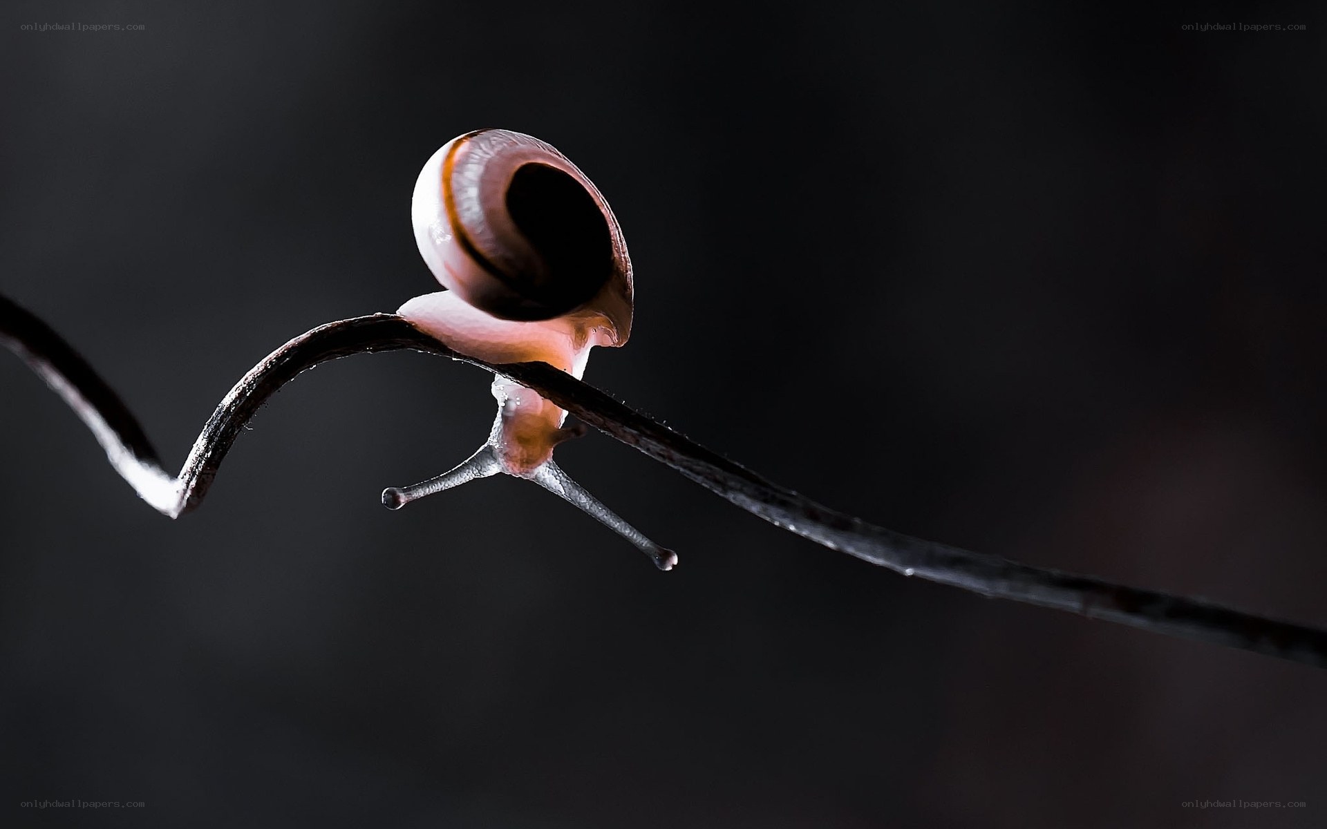 Snail on a thin branch