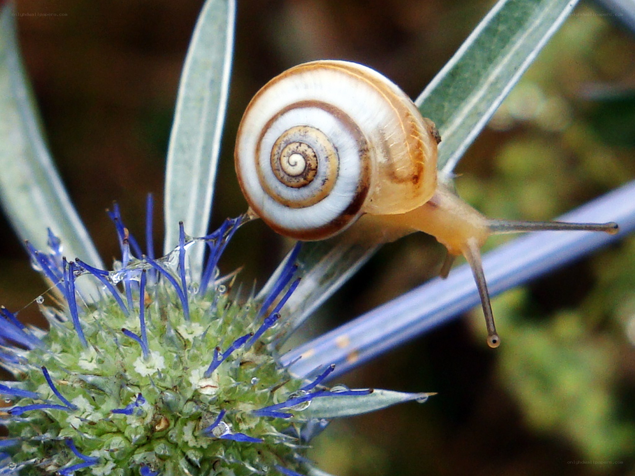 snail on a thistle flower