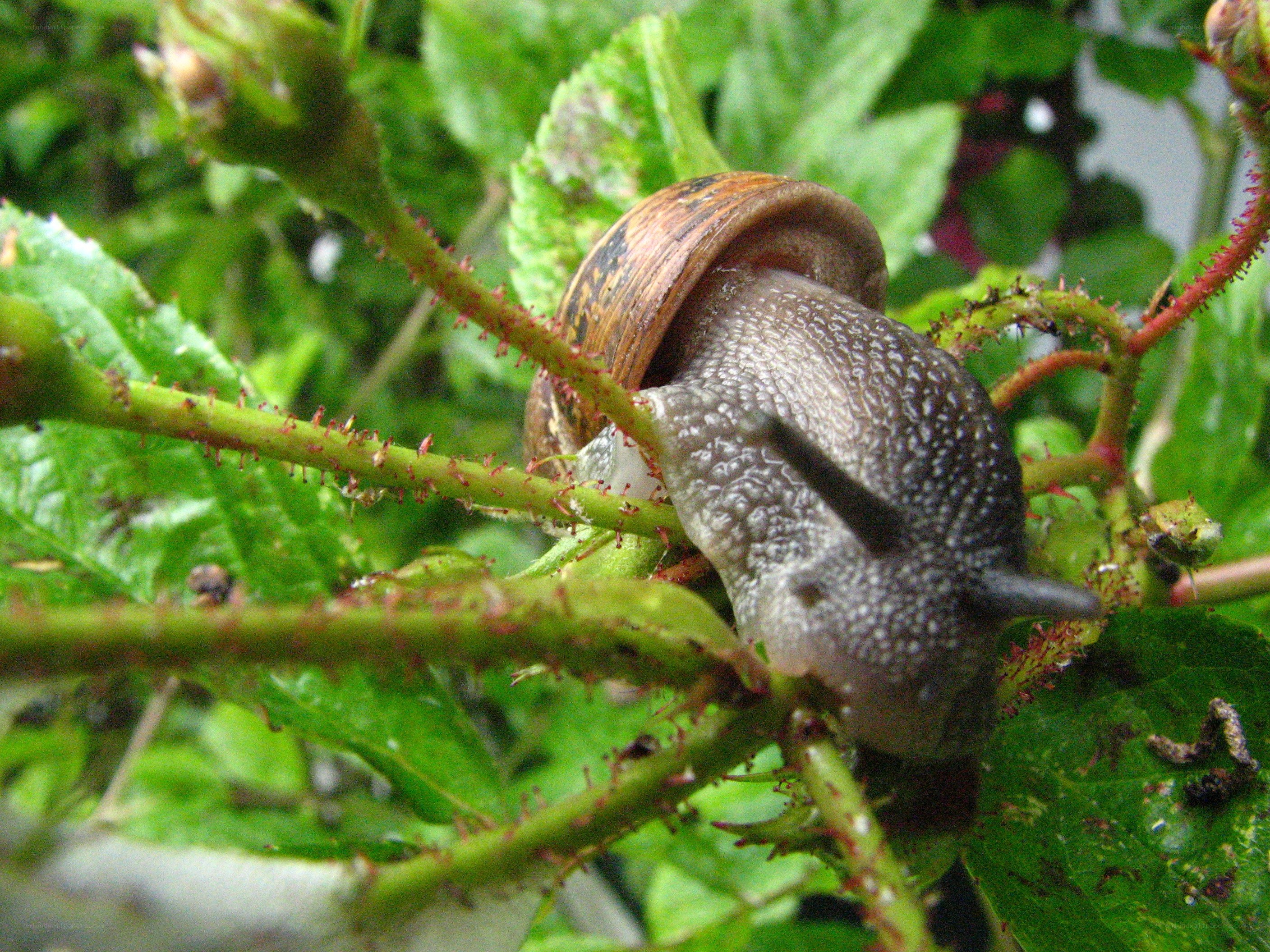 snail on a thorny plant
