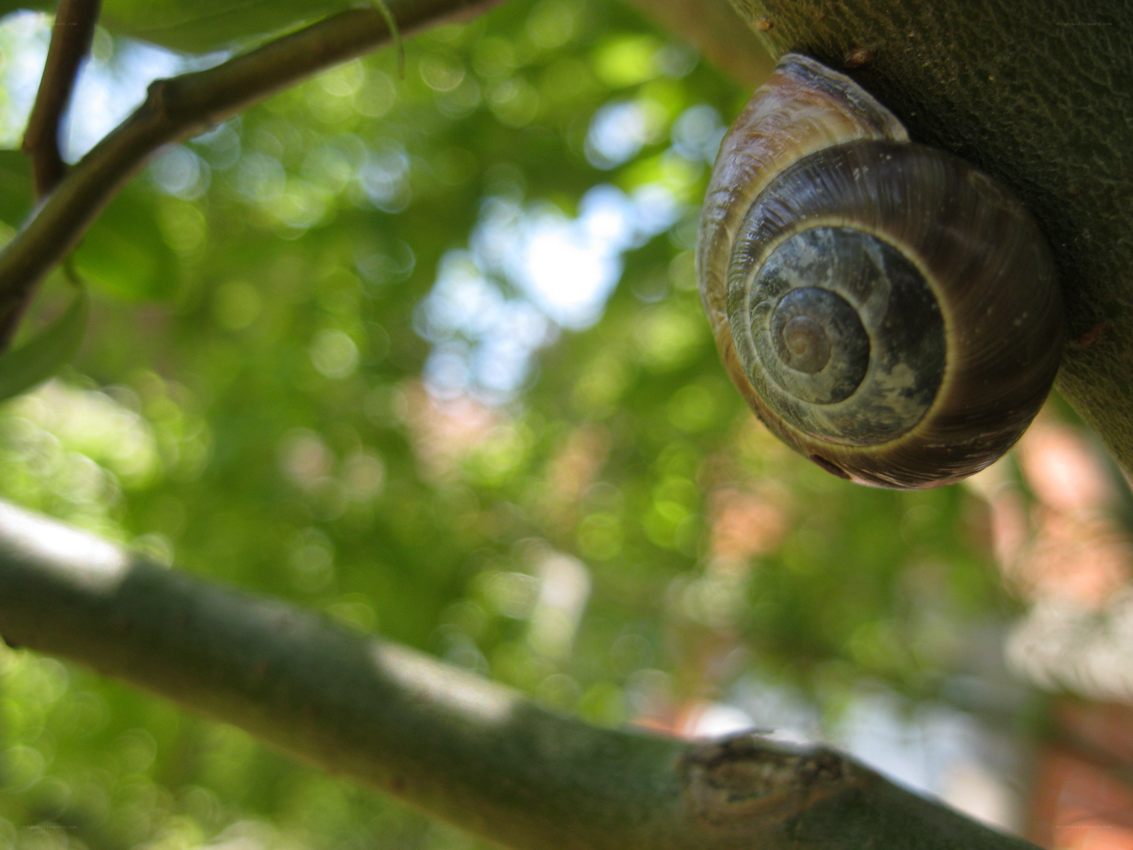 snail on a tree branch