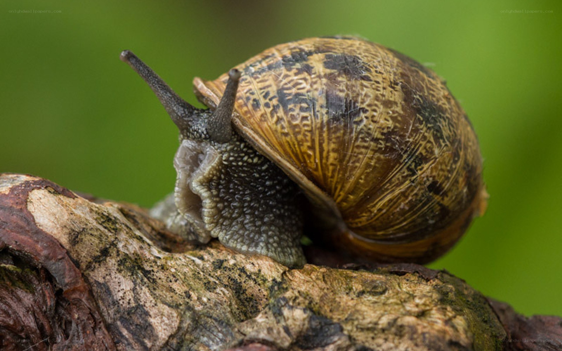 snail on a tree branch