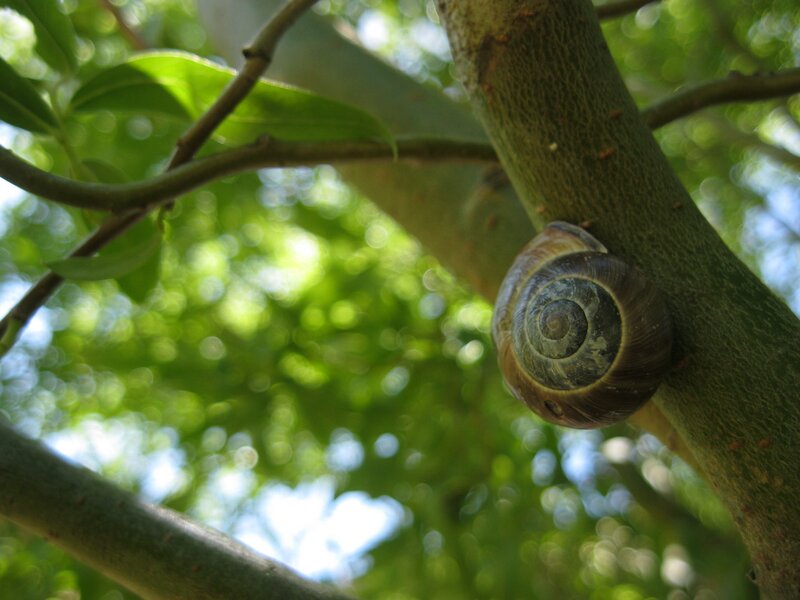 snail on a tree branch
