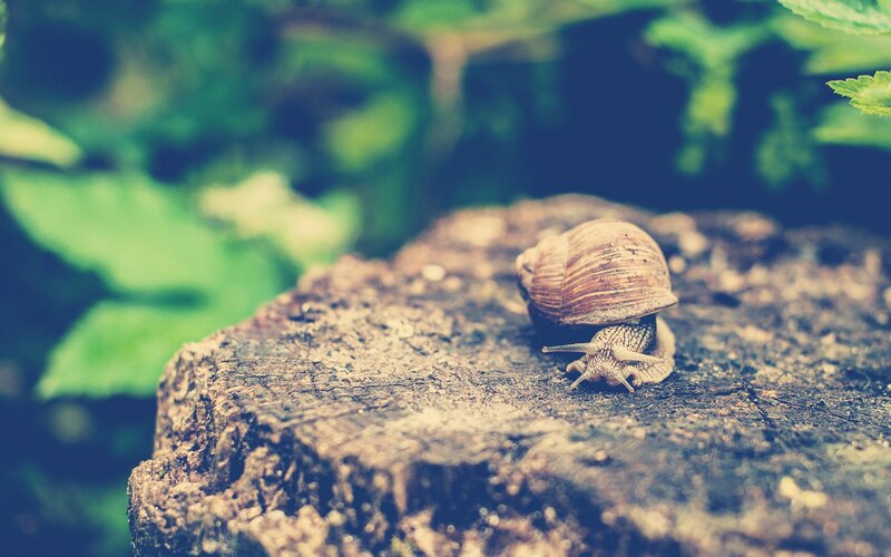 snail on a tree stump