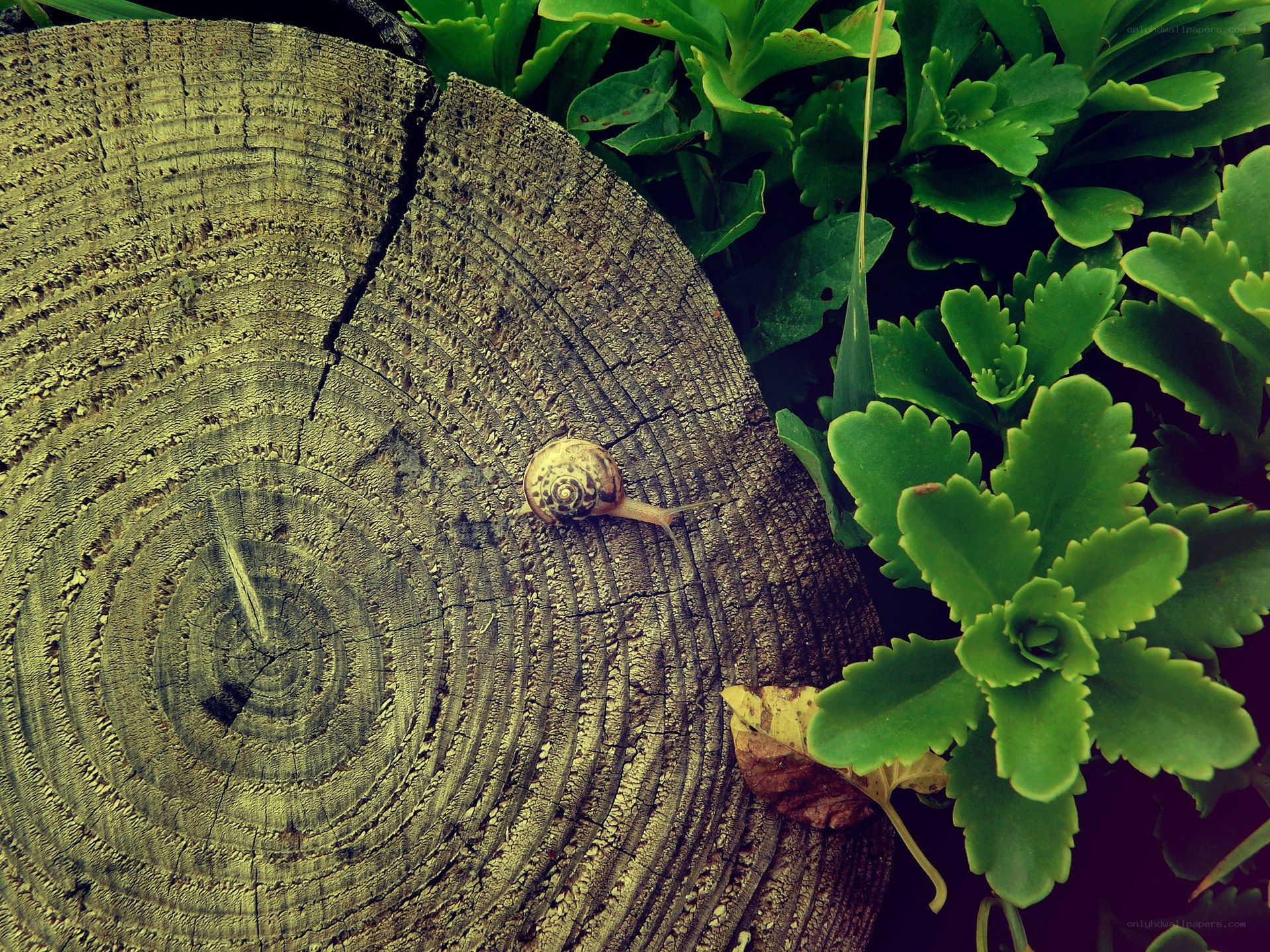 Snail on a tree stump