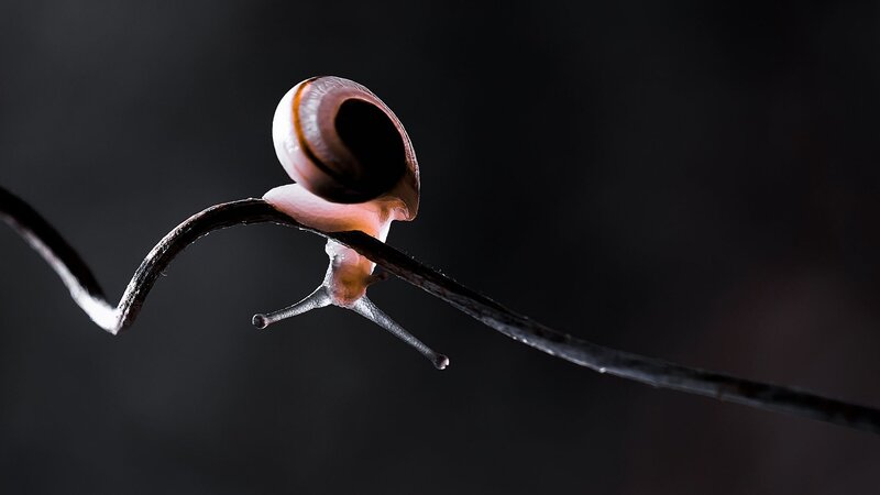 snail on a twig