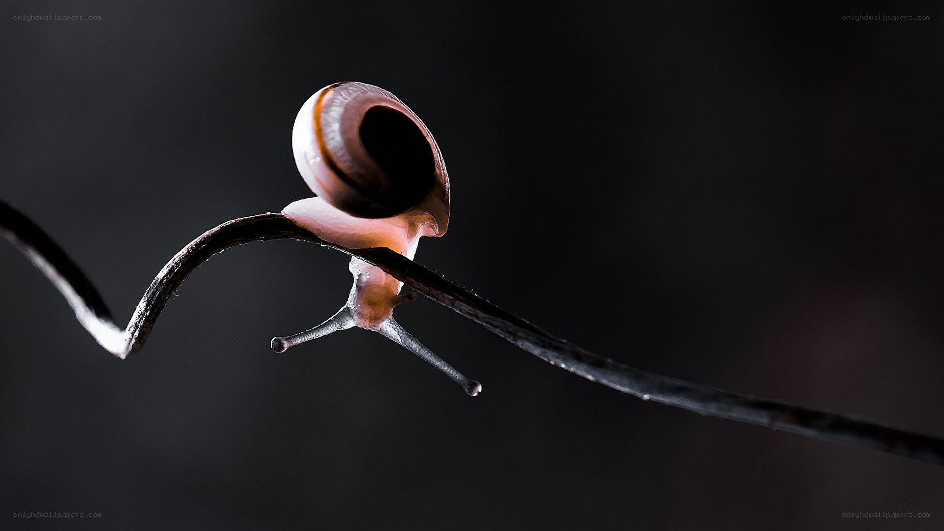 snail on a twig