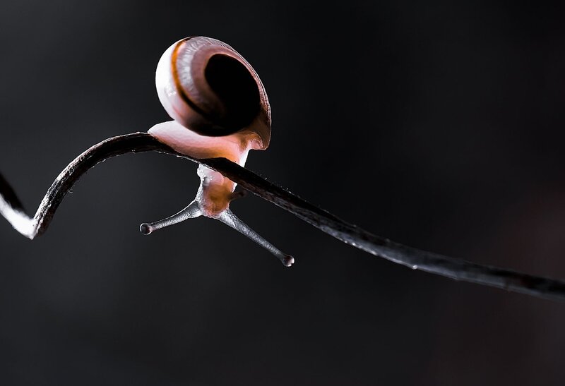 Snail on a Twig — Black, Dramatic