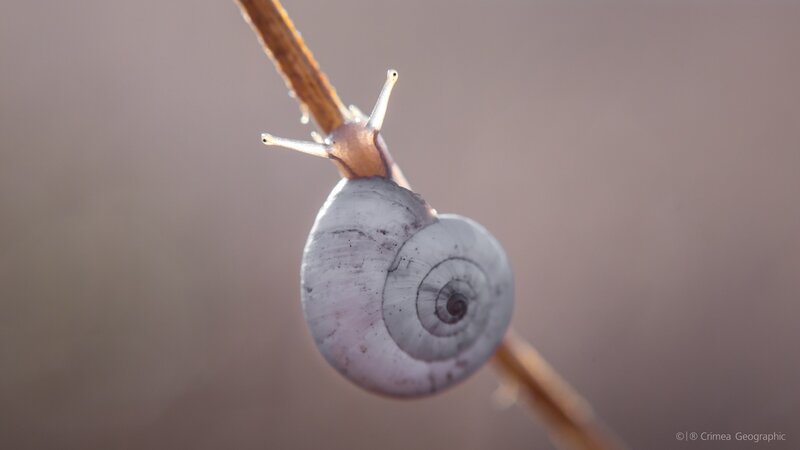Snail on a Twig — Brown, Calm