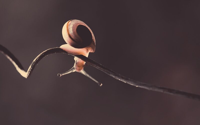 Snail on a Twig — Brown