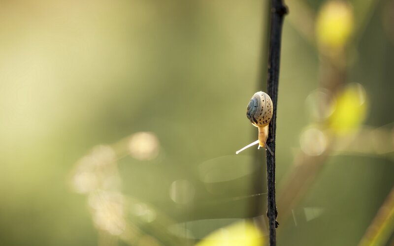 Snail on a Twig — Green, Serene