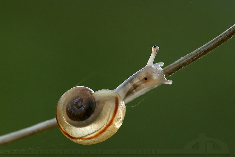 Snail on a Twig — Green