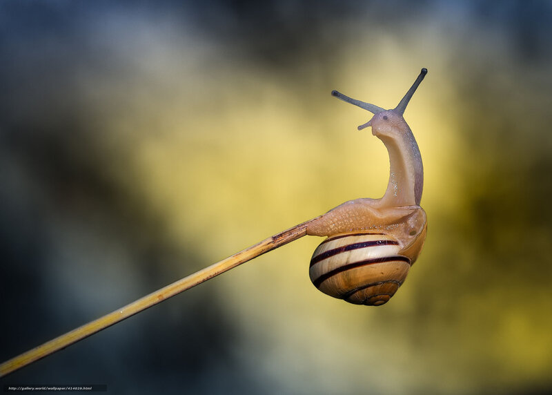 Snail on a Twig — Yellow