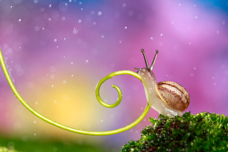 Snail on a Vine — Purple
