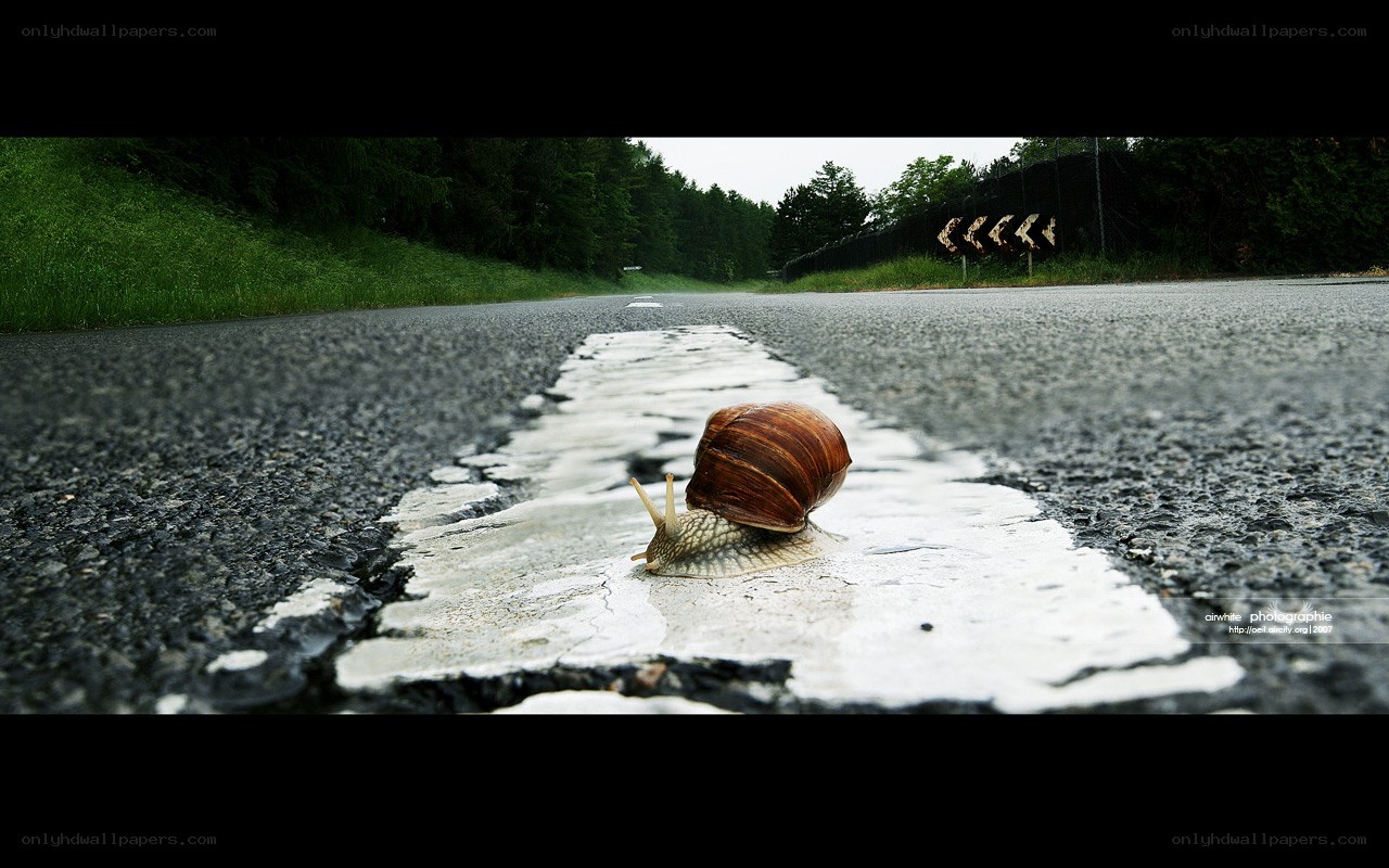 snail on a wet road