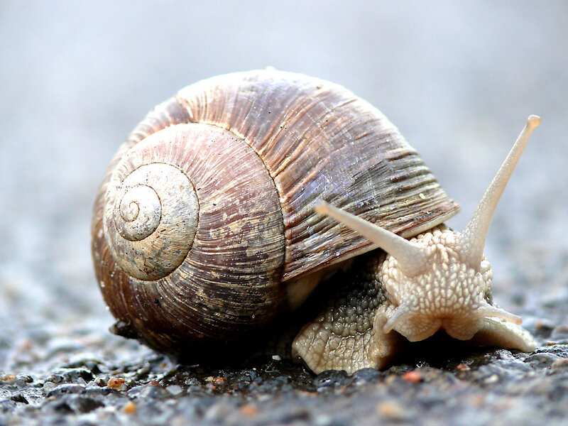 snail on a wet surface