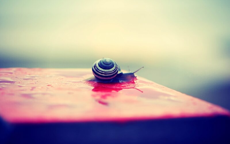 snail on a wet surface