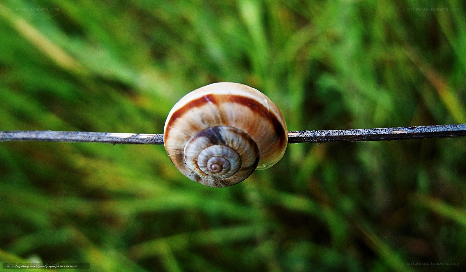 snail on a wire