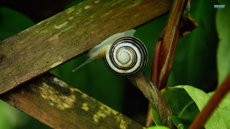 snail on a wooden branch