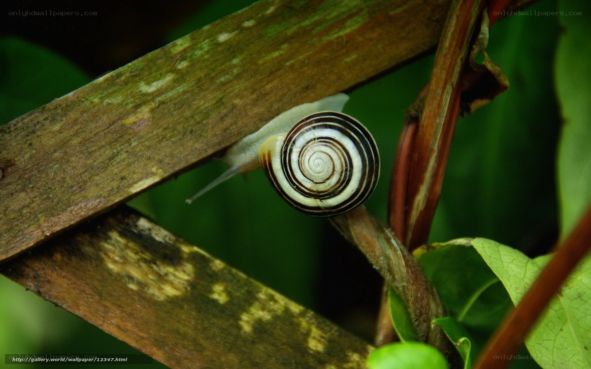 snail on a wooden branch