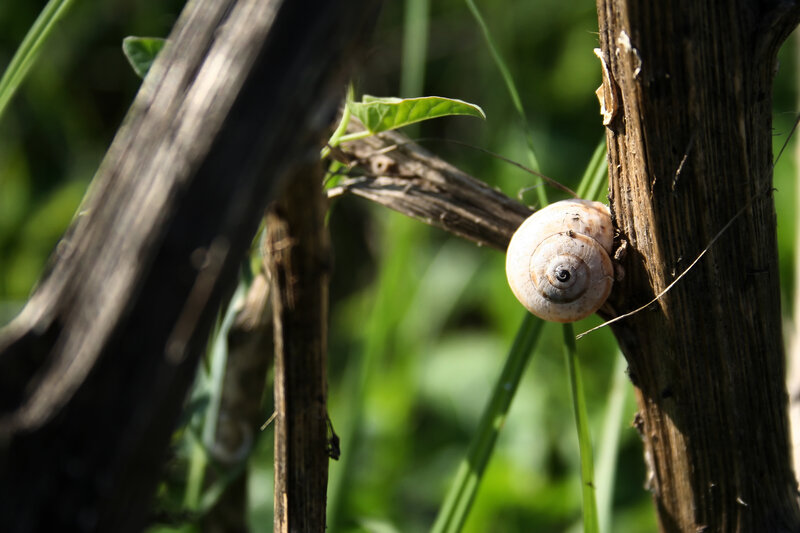 snail on a wooden stake