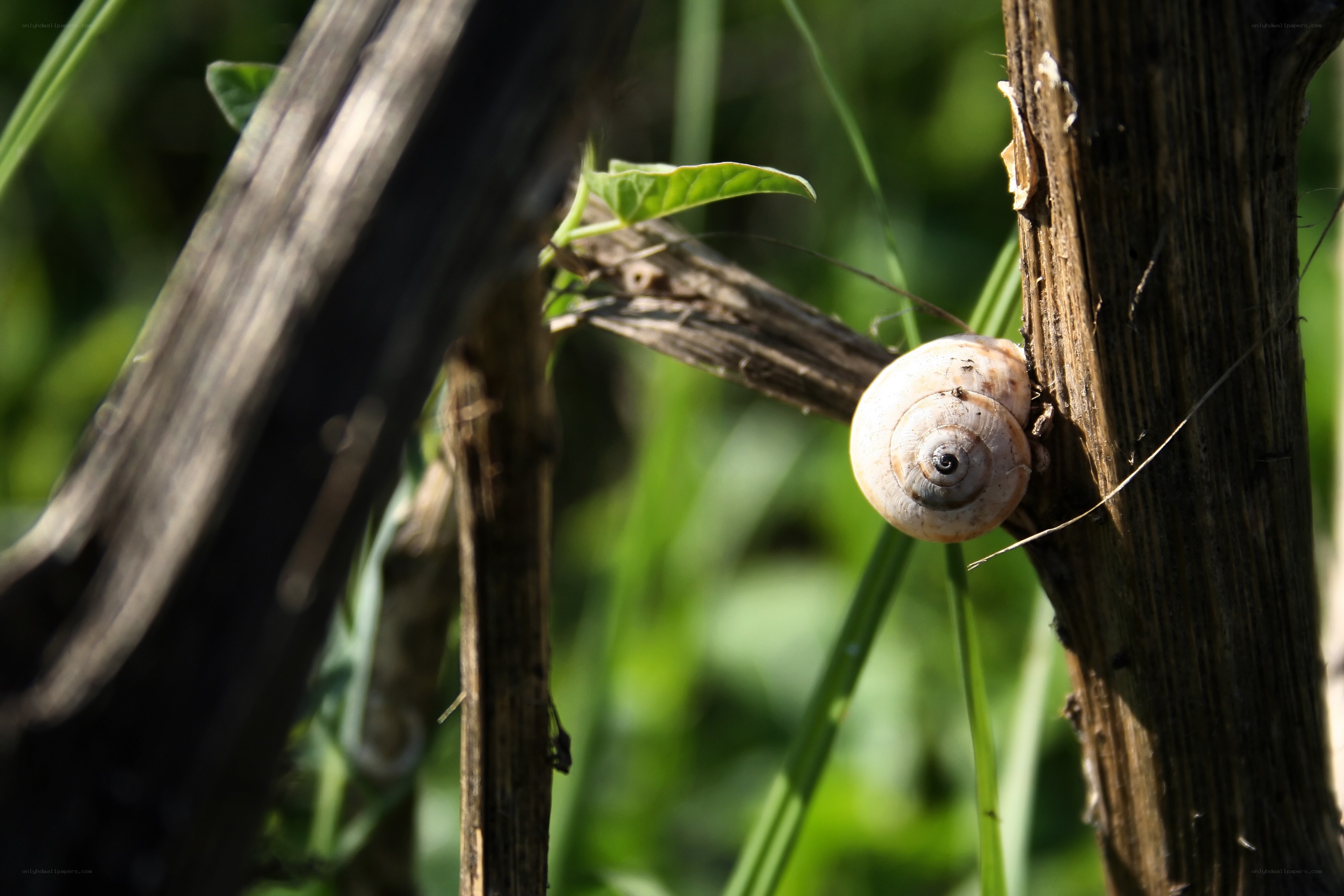 snail on a wooden stake