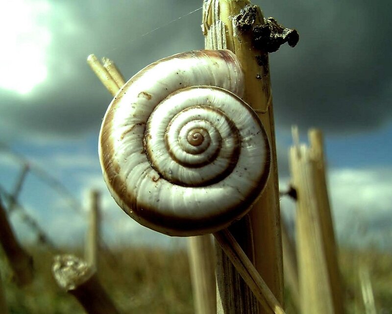 snail on a wooden stick