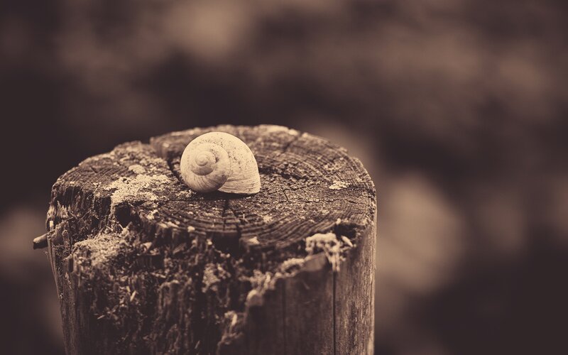 snail on a wooden stump