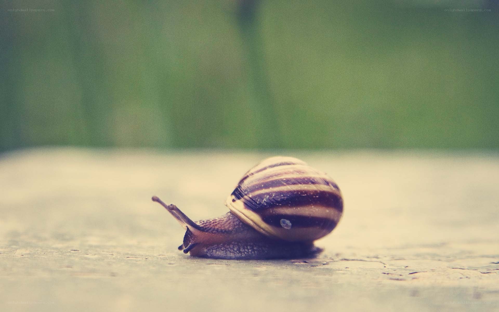 snail on a wooden surface